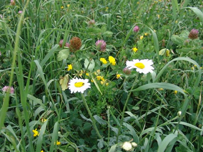 Copy of BGM6 with Flower Grass Margin Mixture (AB8, GS4, IPM2, SAM3)